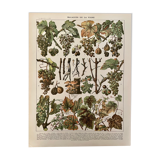 Lithograph engraving on the diseases of the vine of 1907 Viticulture Vinification Oenology Grape varieties
