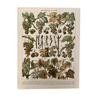 Lithograph engraving on the diseases of the vine of 1907 Viticulture Vinification Oenology Grape varieties