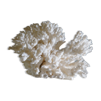 Corail blanc