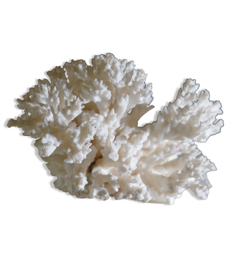 Corail blanc