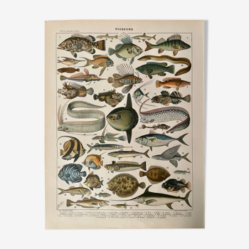 Lithographie gravure poissons de 1897 (cernier)