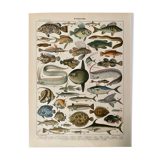 Lithograph engraving fish from 1897 (cernier)