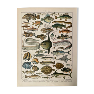 Lithograph engraving fish from 1897 (cernier)