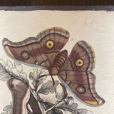 Set of 2 wooden boards with butterfly botanical board