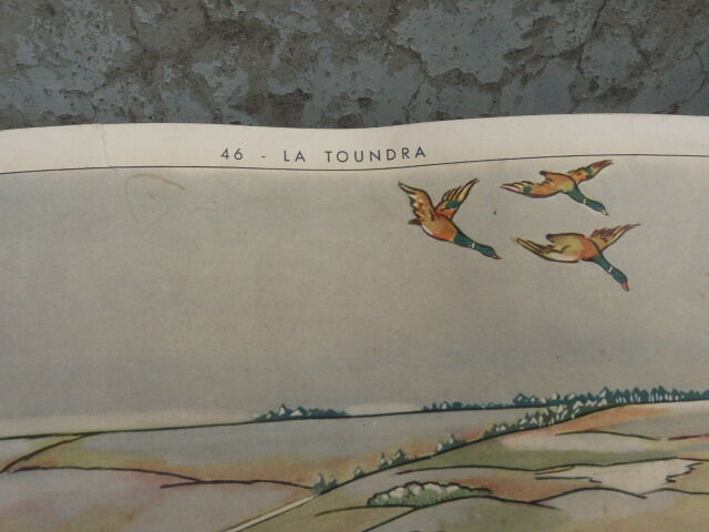 School poster Rossignol collection years 50,N° 45 and 46 the tundra - the virgin forest