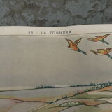 School poster Rossignol collection years 50,N° 45 and 46 the tundra - the virgin forest