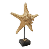Beautiful old natural starfish on marble base shell curio cabinet