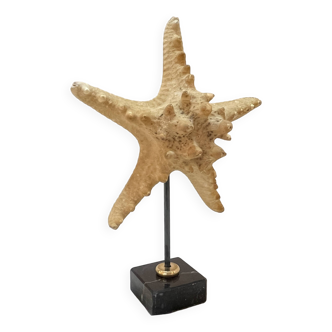 Beautiful old natural starfish on marble base shell curio cabinet