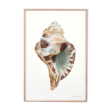 "Abelle", the shell, art print 21/29.7 cm