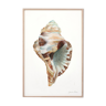 "Abelle", the shell, art print 21/29.7 cm