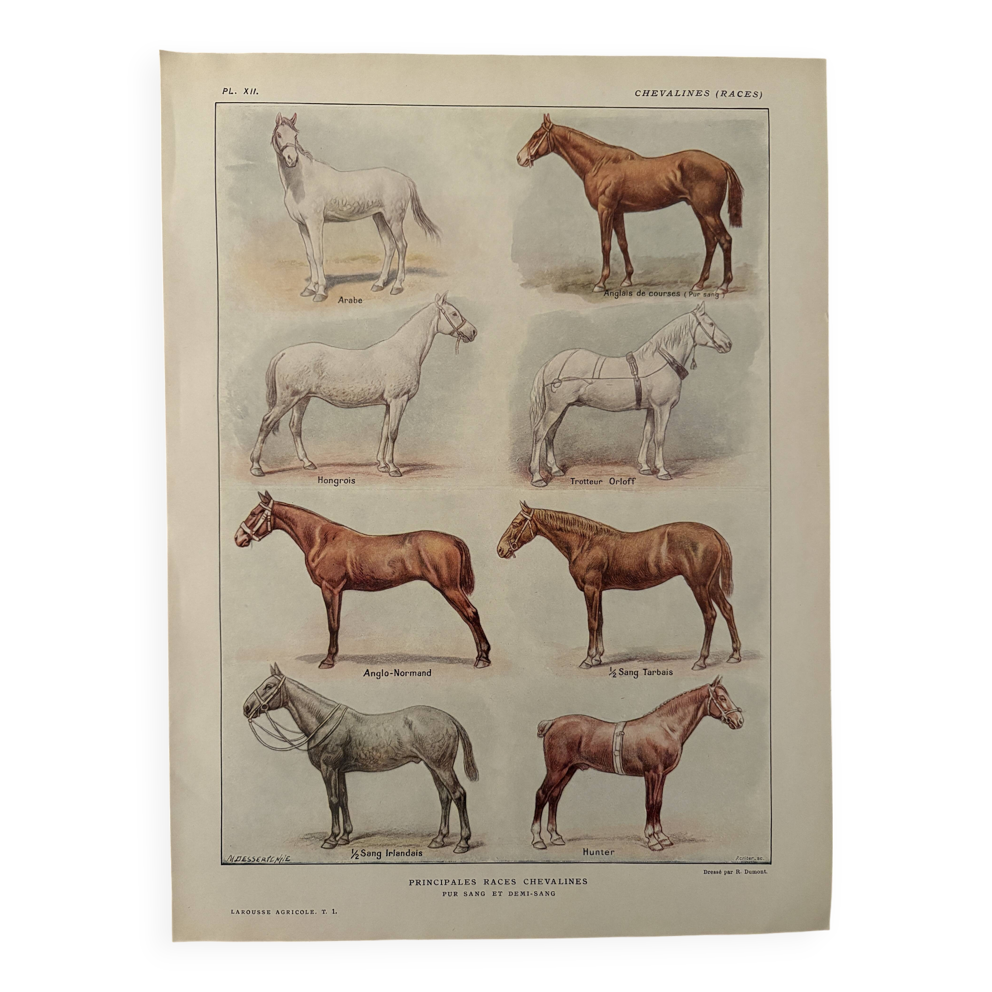 Lithograph on horse breeds - 1920