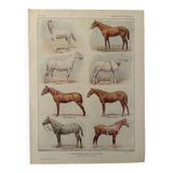 Lithograph on horse breeds - 1920