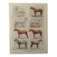 Lithograph on horse breeds - 1920