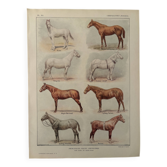 Lithograph on horse breeds - 1920