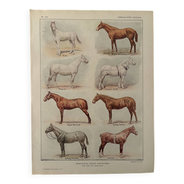 Lithograph on horse breeds - 1920