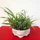 Ashtray / Flower pot in BH Limoges porcelain