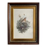 Antique illustration of a bird. Antique framed illustration of a bird.