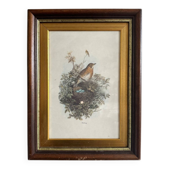 Antique illustration of a bird. Antique framed illustration of a bird.