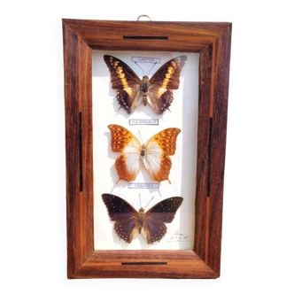 Frame 3 naturalized butterflies