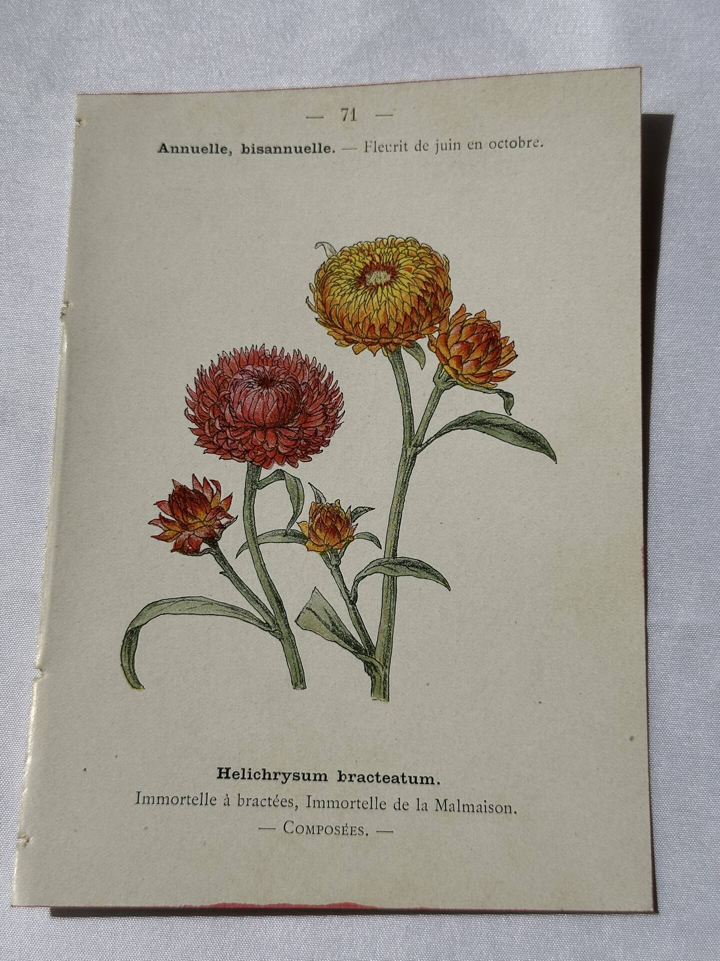 🌿 Botanical Plate Old Naturalist Engraving 19th Century Double-Sided