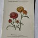 🌿 Botanical Plate Old Naturalist Engraving 19th Century Double-Sided