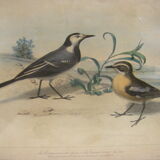 Collection of nine ornithological engravings