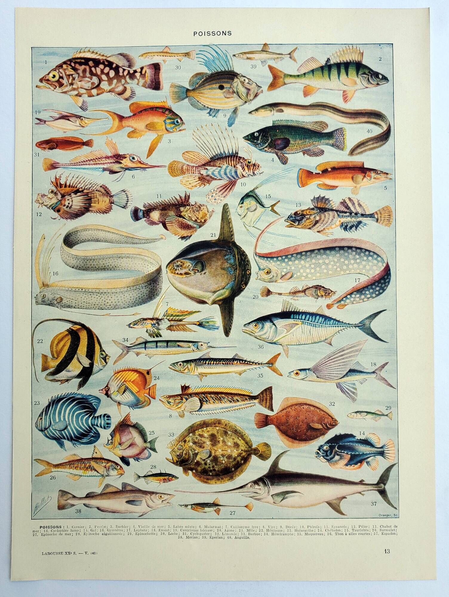 Antique engraving 1928, Fish, ocean, marine animals, fauna • Lithograph, original illustration