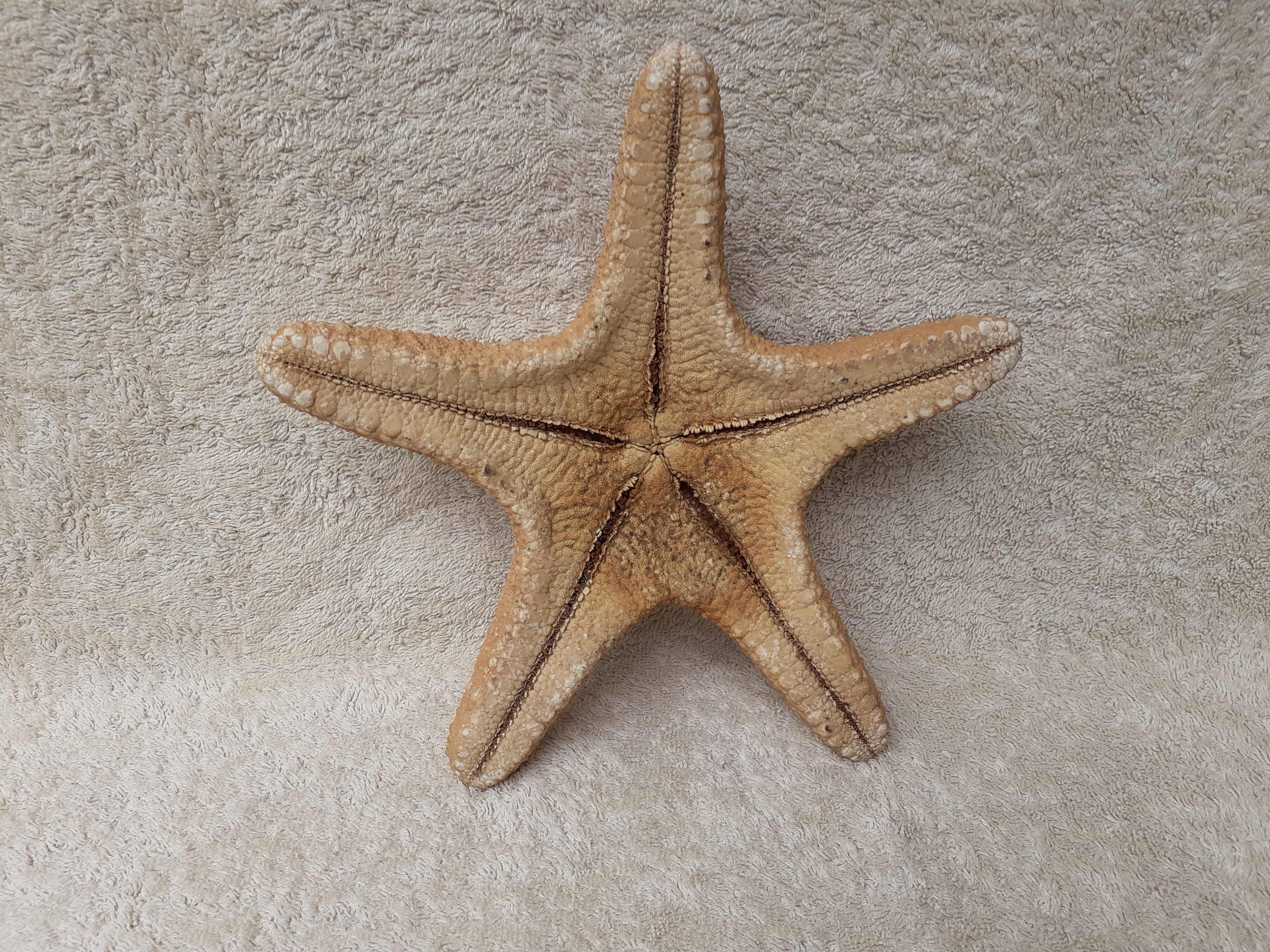 Starfish