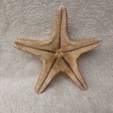 Starfish