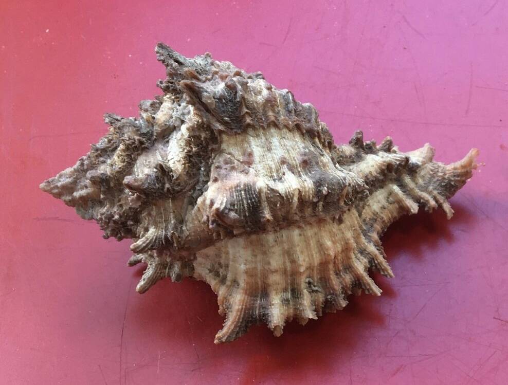 Coquillage Murex
