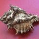 Coquillage Murex