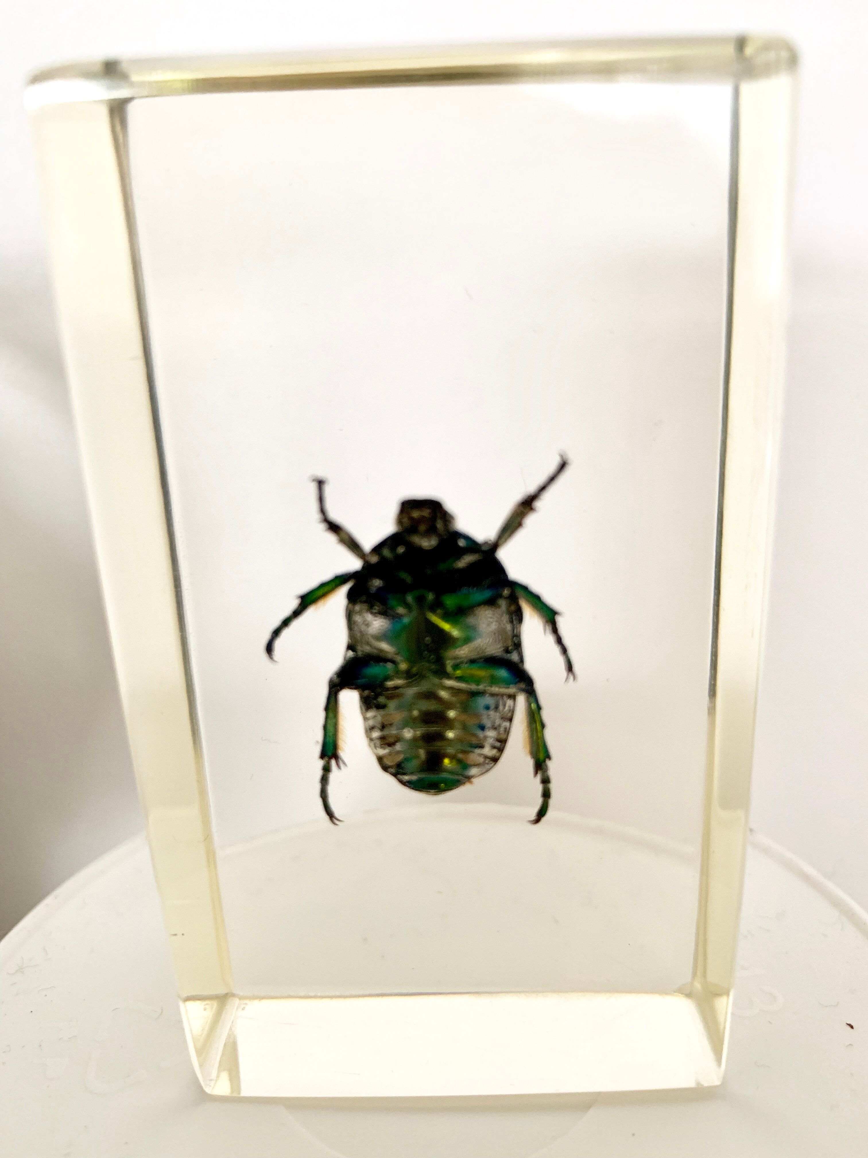 Pack of 3 insect inclusions