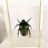 Pack of 3 insect inclusions