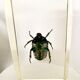 Pack of 3 insect inclusions
