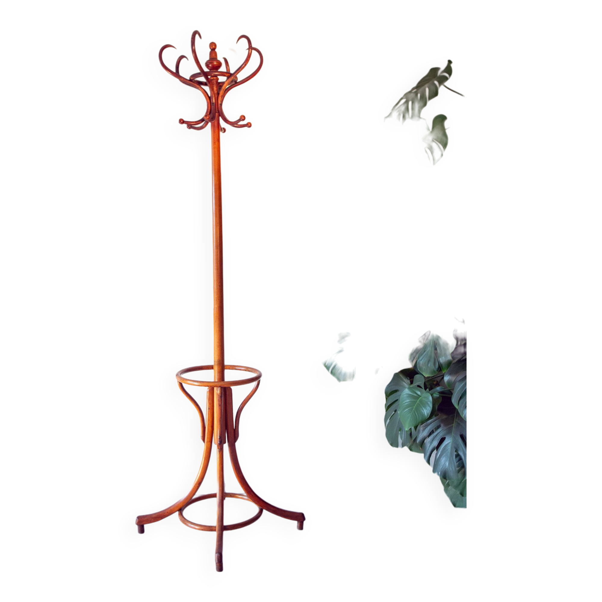 Bistro parrot early 20th century