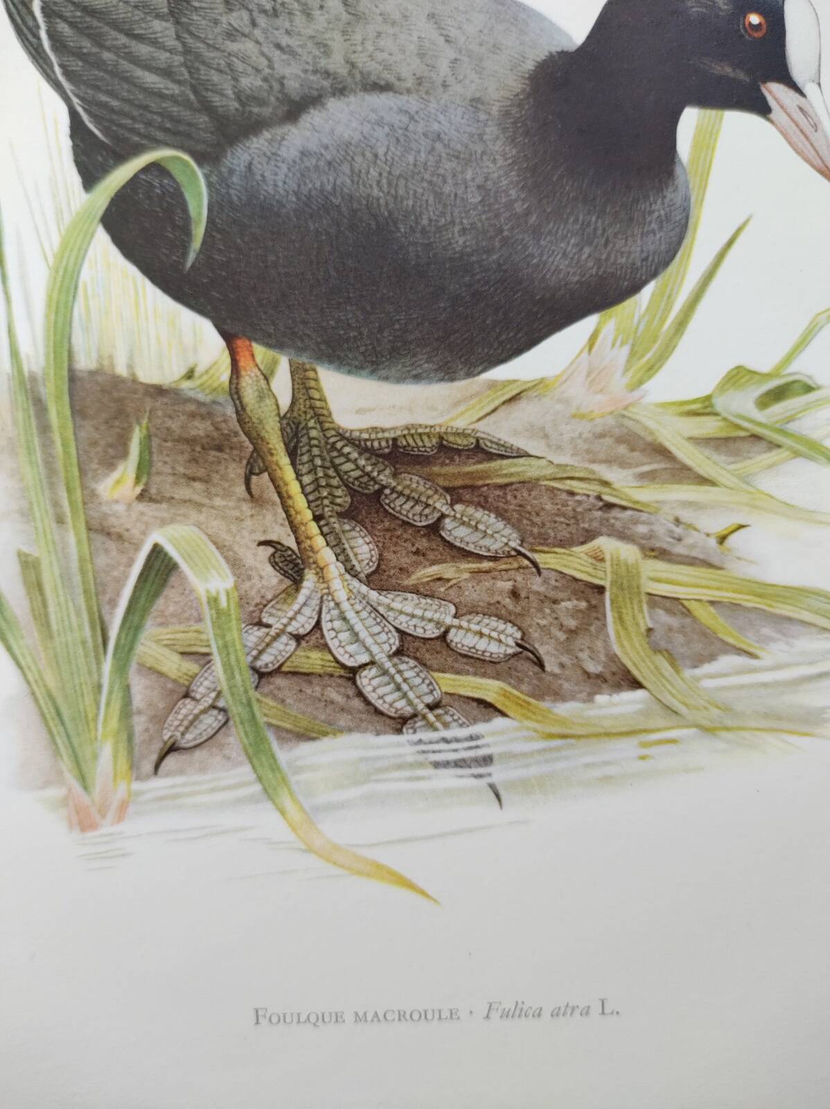 Planche oiseaux Années 1960 - Foulque Macroule - Illustration zoologique et ornithologique vintage