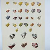 Old board - Snail Shell - Vintage illustration from 1970