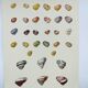 Old board - Snail Shell - Vintage illustration from 1970