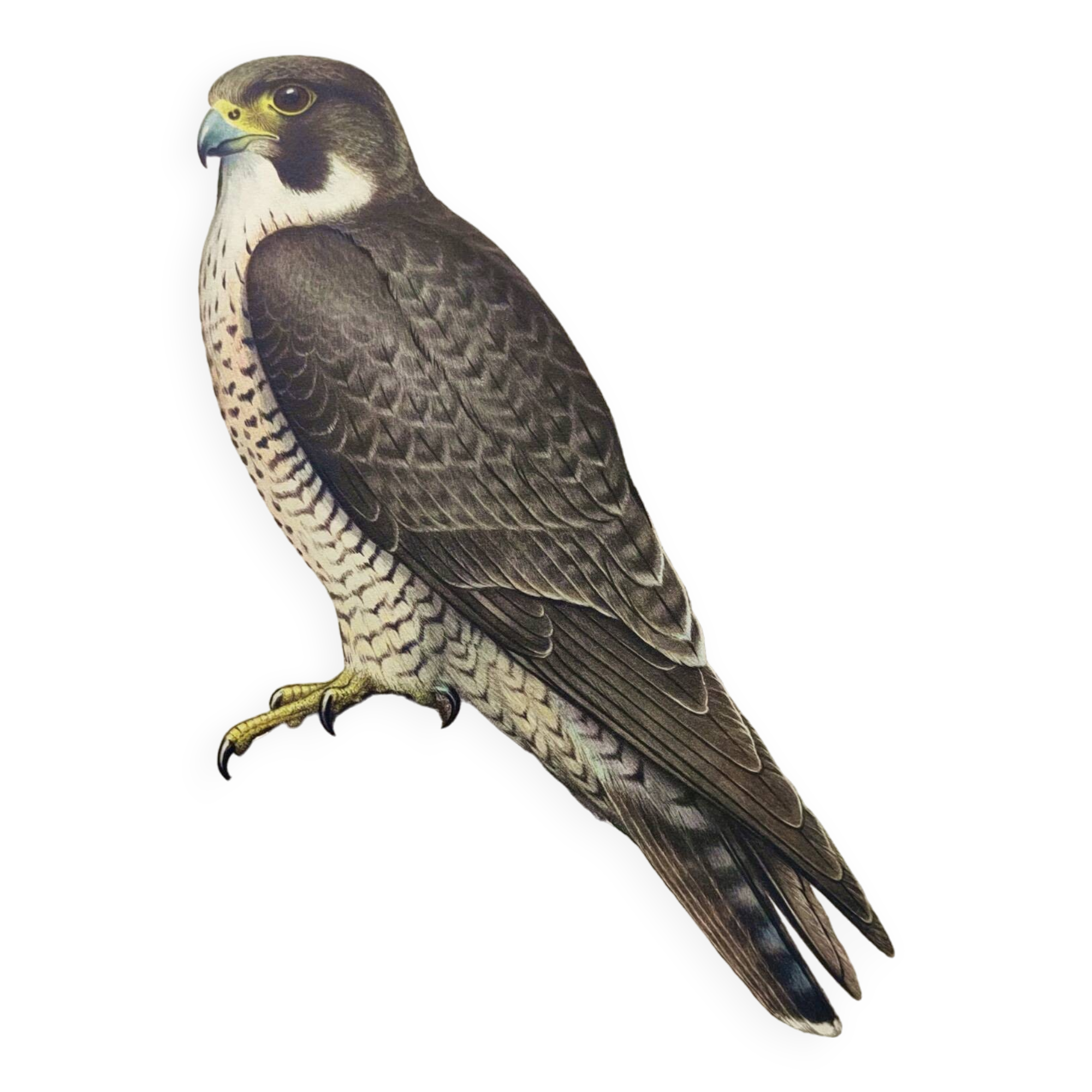 Old bird plate from the 1960s - Peregrine Falcon - Zoological and ornithological illustration