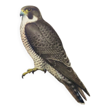 Old bird plate from the 1960s - Peregrine Falcon - Zoological and ornithological illustration