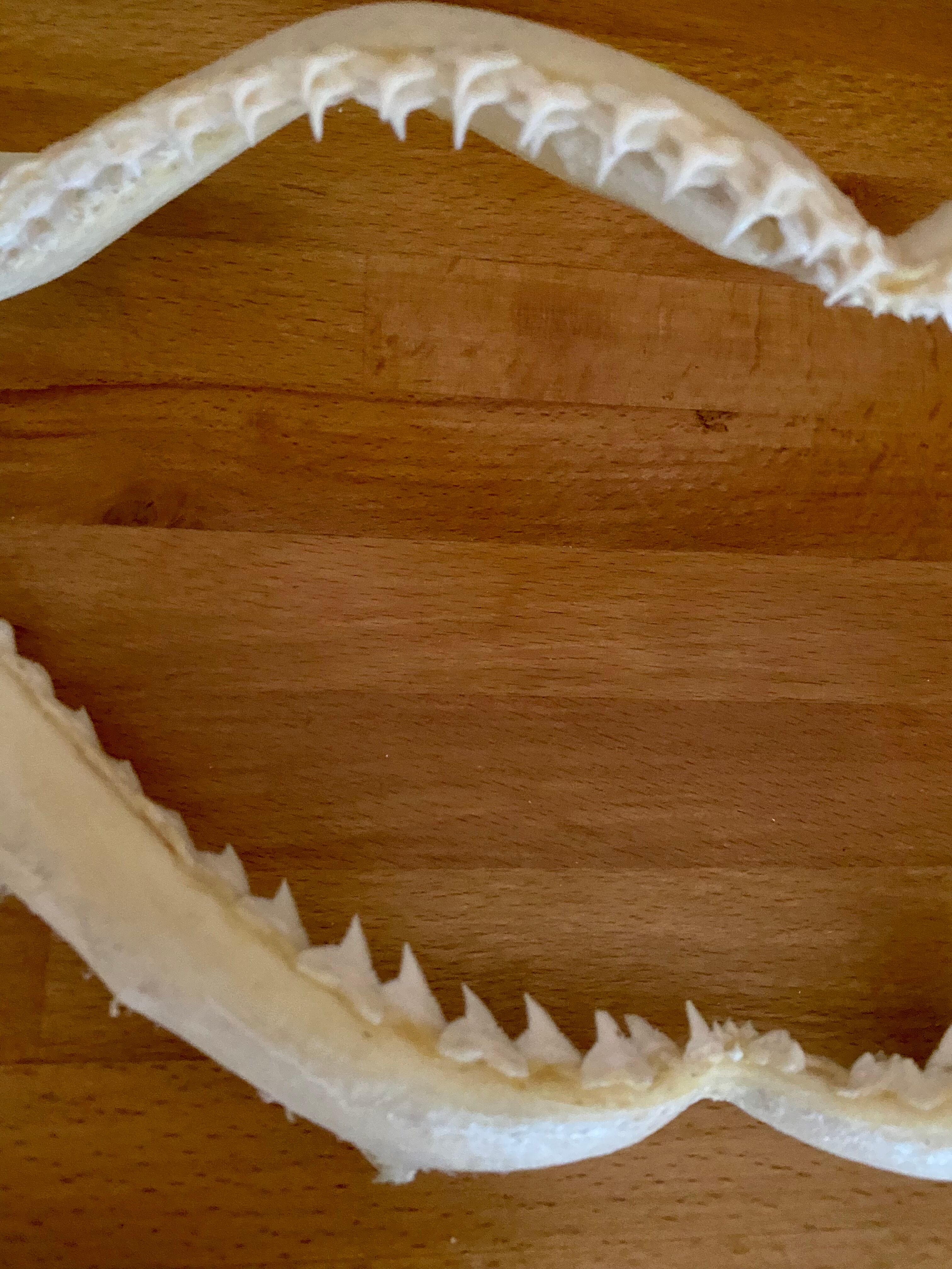 Stuffed shark jaw