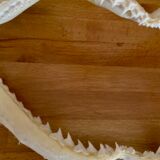 Stuffed shark jaw