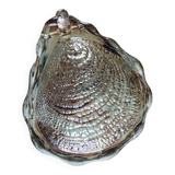 Empty pocket - shell