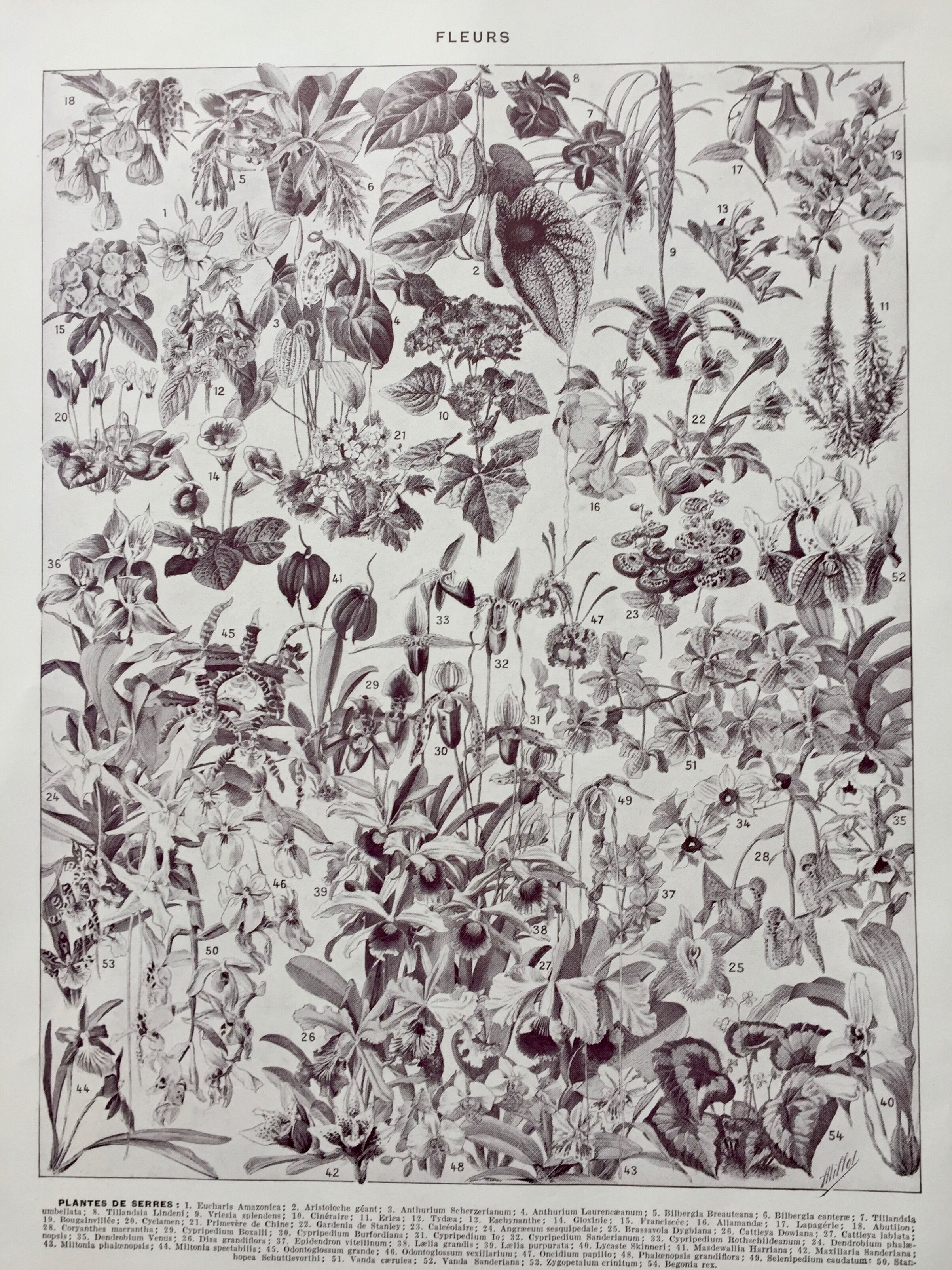 Old illustration Millot "Flowers"