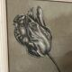 Etude documentaire d'une fleur, dessin, Dumant, 1951