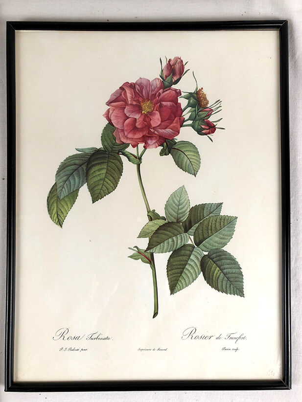 Set of six framed reproductions of roses, illustrations by P.J Dreaded