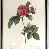 Set of six framed reproductions of roses, illustrations by P.J Dreaded