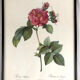 Set of six framed reproductions of roses, illustrations by P.J Dreaded