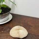 White coral