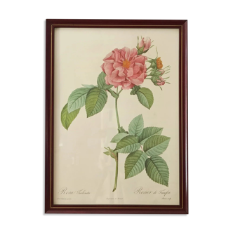 Pink lithograph Redouté